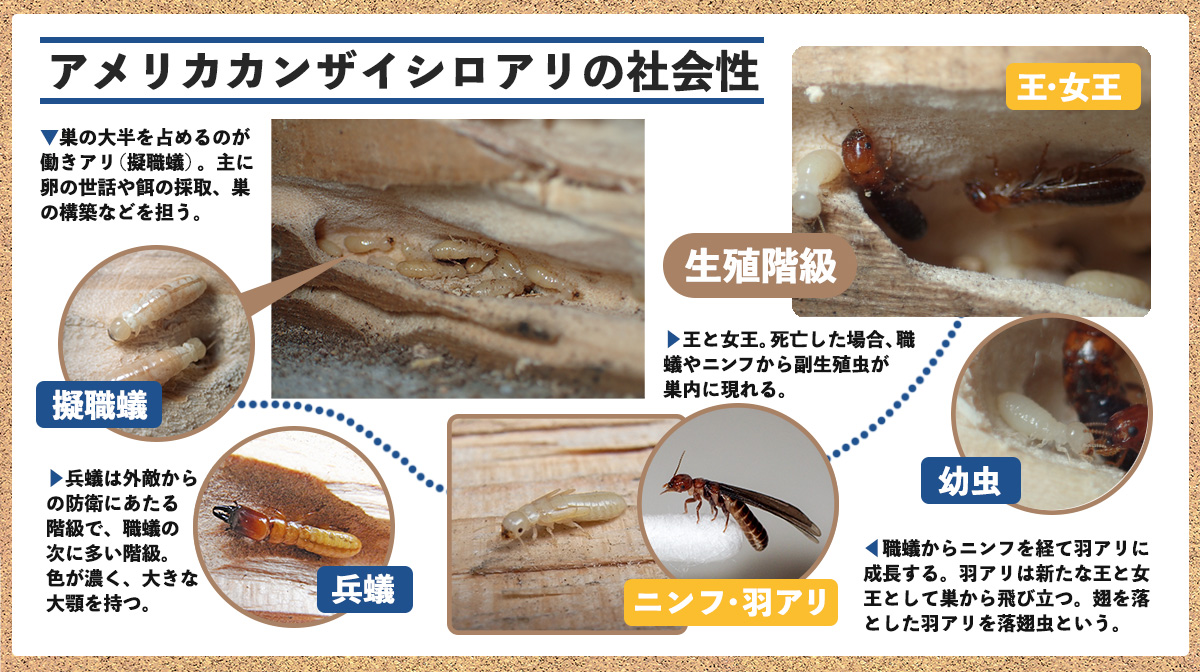 アメリカカンザイシロアリの脅威！！
