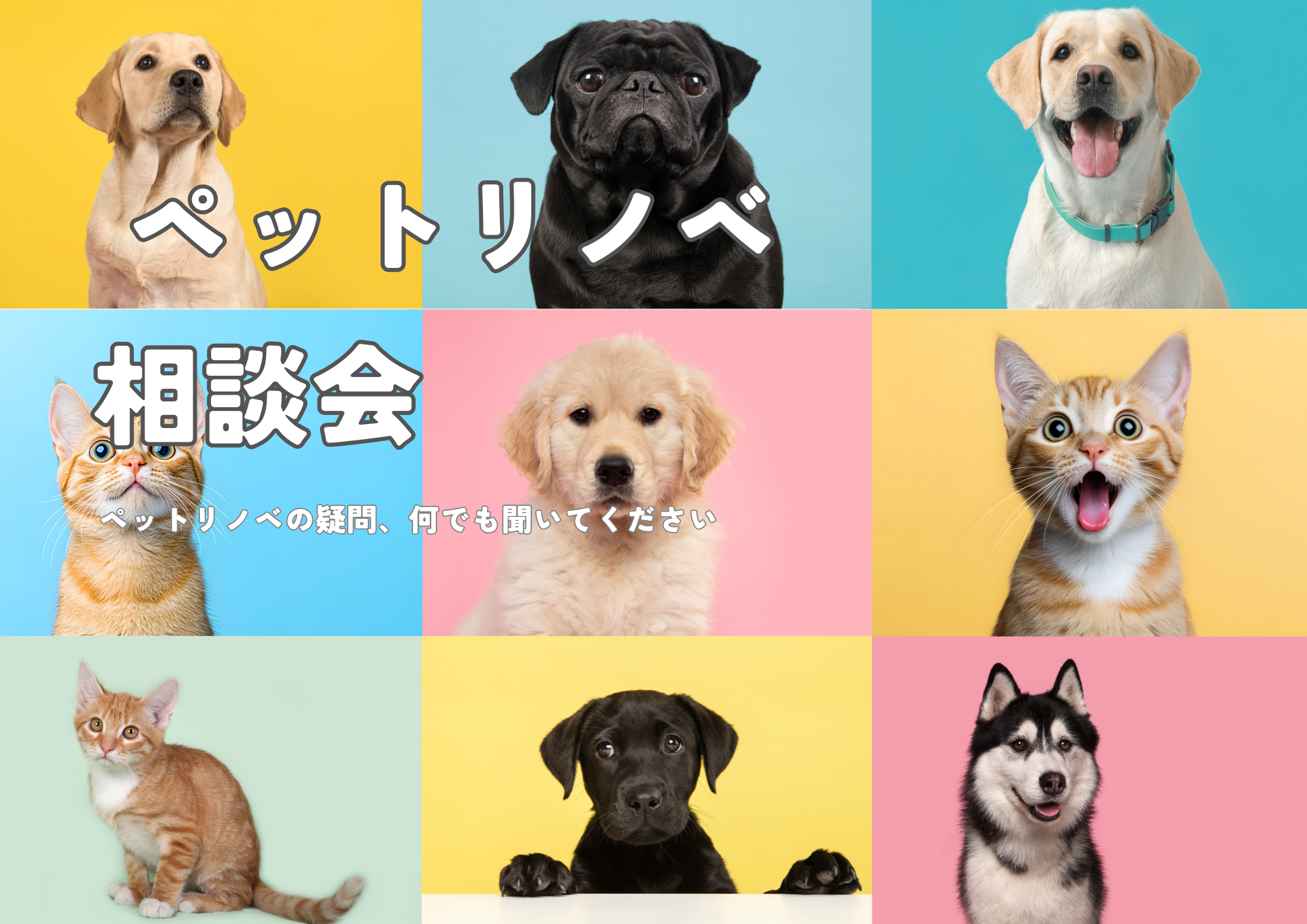 ペットと暮らす家をもっと快適にしたい｜“ペットリノベ”相談会 写真